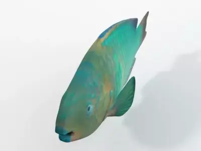 Rainbow Parrotfish Low-poly 3D model