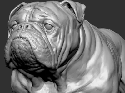 English Bulldog VFX Zbrush sculpt 