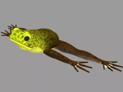 Frog Model in air Low-poly 3D model