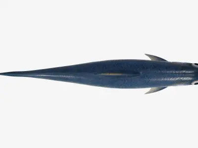 Sardine Fish Low-poly 3D model purchase