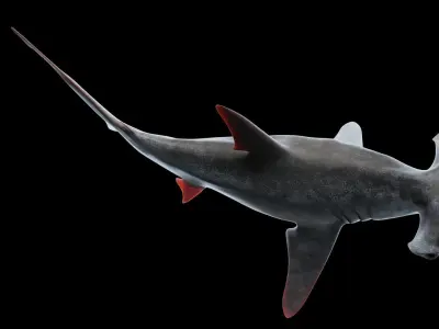 Hammerhead Shark Low-poly 3D model buy
