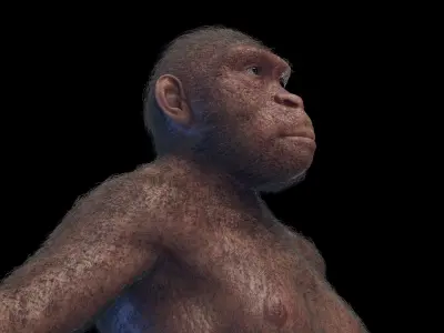 Australopithecus Afarensis Female 3D model