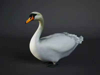 White Swan 3D model purchase