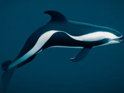 Hourglass Dolphin 3D model