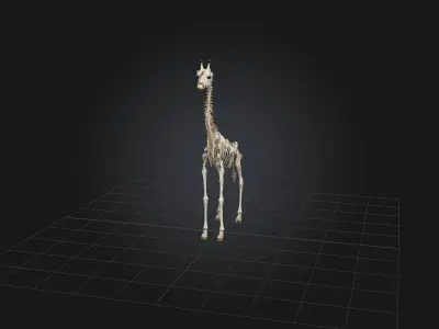 Realistic Giraffe Skeleton Model Low-poly 3D model