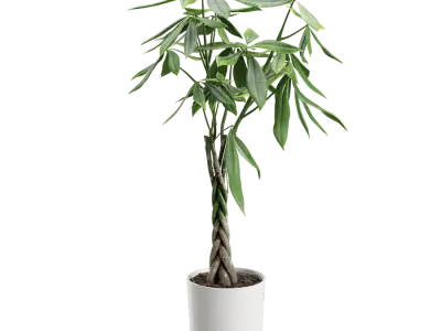  Money Tree Plant Model 