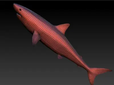 base shark Low-poly 3D model