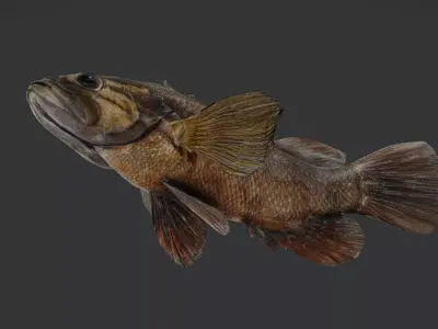 Realistic Perch Animated 3D model
