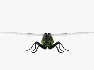 Dragon Fly  Low-poly 3D model
