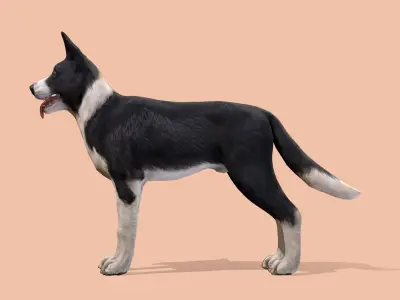 Dog - Border Collie 3D model