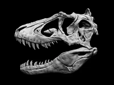 Lythronax Skull 3D print model