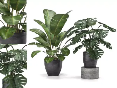 plant collection 5 two potted plants 3D model