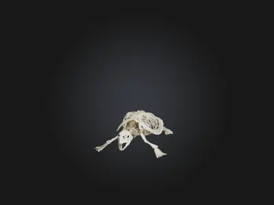 Realistic Turtle Skeleton Model Low-poly 3D model