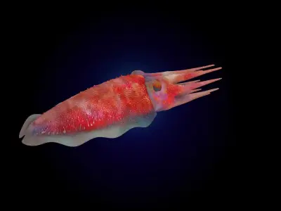 Cuttlefish Rigged Animated 3D model