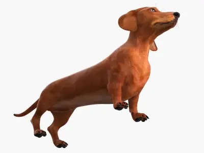  Short-Legged Red Dachshund 