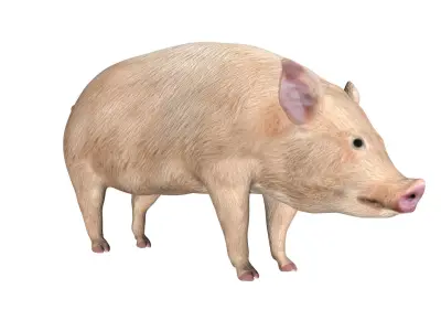 Pig of farm Low-poly 3D model
