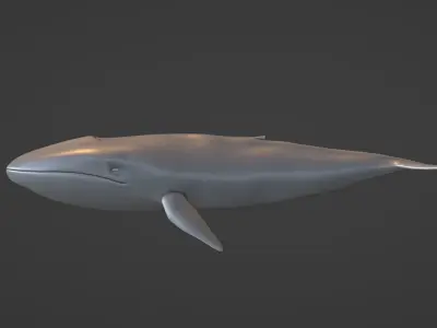 Whale  Low-poly 3D model