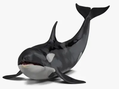 Killer Whale Rigged for Maya 3D model