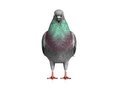 Pigeon Bird Low-poly 3D model