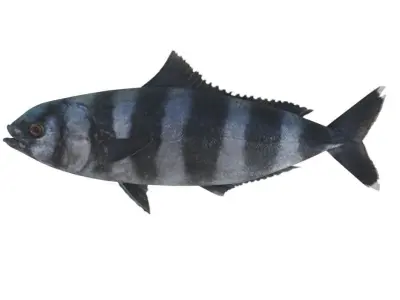 Pilot fish 3D Model Free 3D model