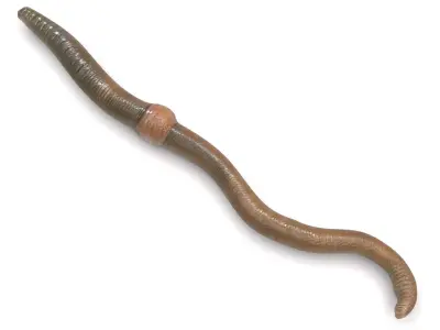 Earthworm 3D model purchase