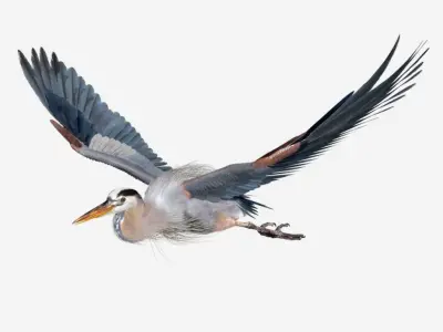 Great Blue Heron - Ardea Herodias 3D model