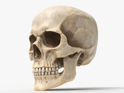  Human Skull 