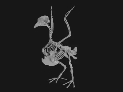 Pigeon skeleton 3D model