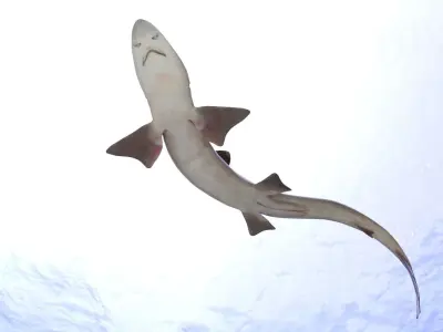 Dog Shark 3D model