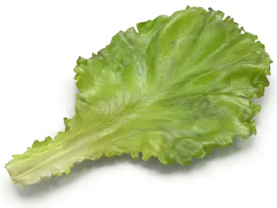 Lettuce Leaf 3D model