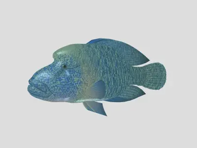 Fish Collection 07 Low-poly 3D model