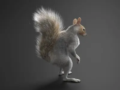 Squirrel Standing Gray Fur for Maya 3D model