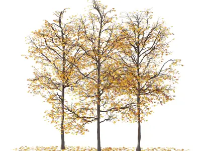 Mountain Ash Tree 04 3D model