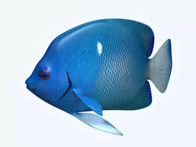 Anglefish 2 angelfish 3D model