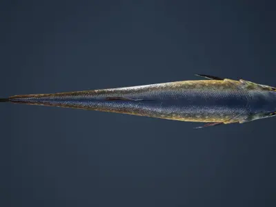 Trout Fish with Swimming Animation Low-poly 3D model