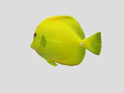 Yellow Tang 2 Realistic Animated Low-poly 3D model