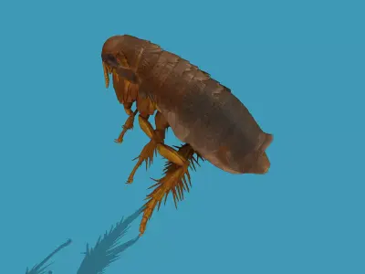 Home Flea 3D model
