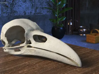  Crow Raven Skull Anatomy Model Clean 