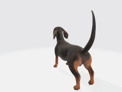 Dachshund Dog 3D Model - Animated 3D model