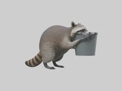 Raccoon scavenging model Low-poly 3D model