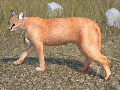 Caracal Rigged for Maya 3D model