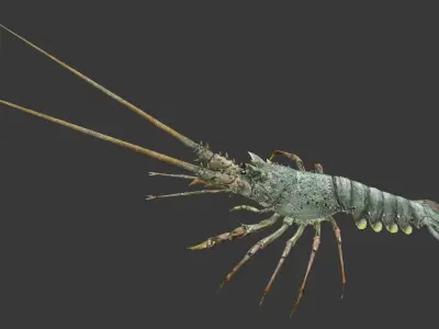 Australian lobster Low-poly 3D model buy