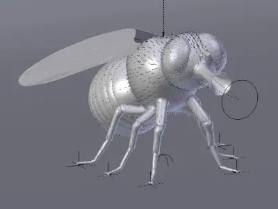 Fly - Insect - Mosca 3D model