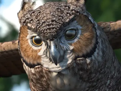 Great Horned Owl Rigged for Maya 3D model