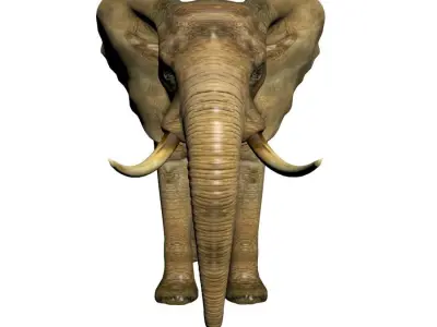 Elephant with tusks 3D model purchase