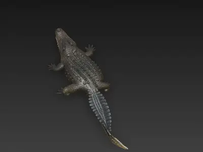 Crocodile 3D Model - Basic 3D model