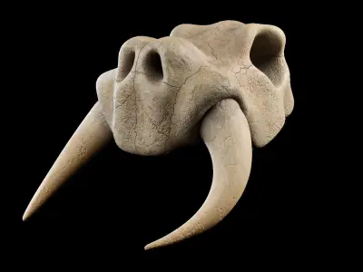 Skull Set mammoth Low-poly 3D model