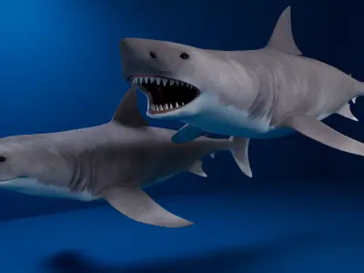 White Shark 3D model