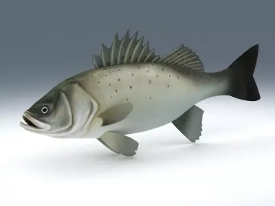 Perch Weever Sea Bass Fish Low-poly 3D model