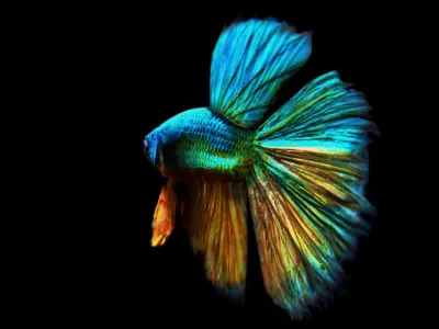 betta splendens 3d model 3D model